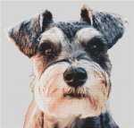 Schnauzer Alert (image for) Schnauzer Alert